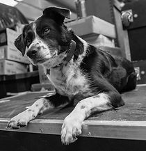 MW Harrisons Hazel the Dog