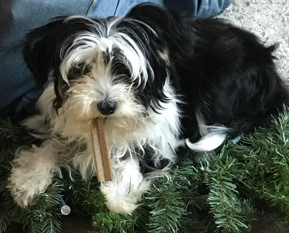 Meet my Powder puff puppy