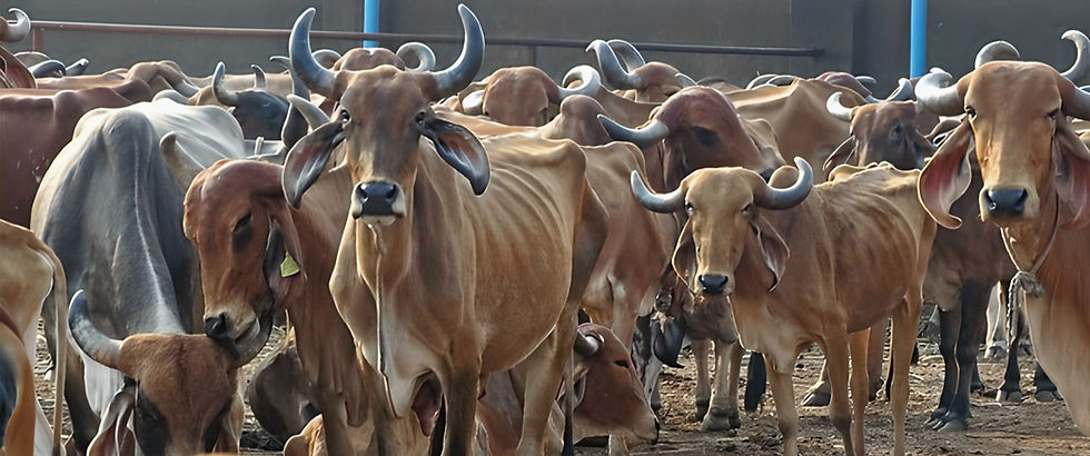 cows 