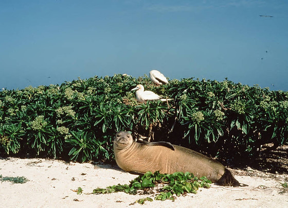 Hawaiian Monk Seal on the Sandy Beach