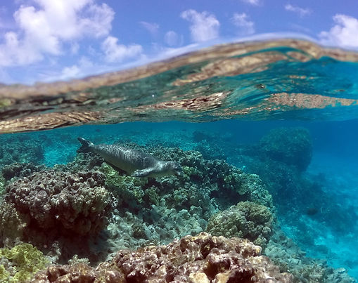 The Marine Mammal Center