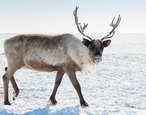Reindeer