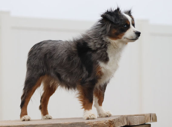 Toy Aussie. Blue merle female with blue eyes.