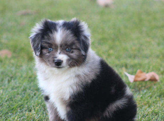 Toy Aussie. Blue merle bi with blue eyes.