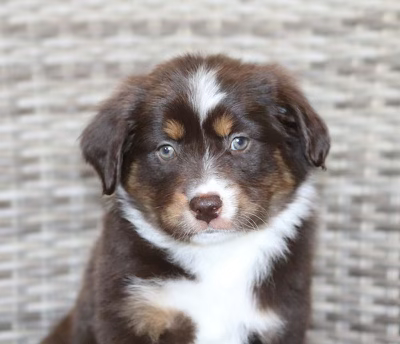 Mini Aussie. Red tri female with green eyes.