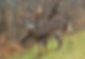 whitetail buck deer
