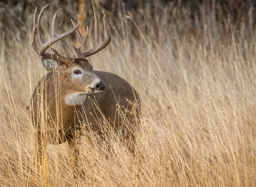 whitetail buck deer