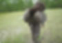 man in camo with turkey on back