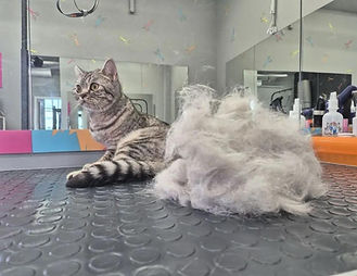 WhatsApp Image 2025-12-30 at 20.59.38 (3).jpeg