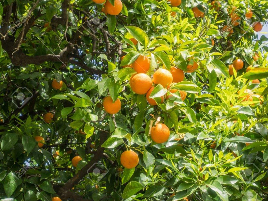 Orange, Sweet (Citrus aurantium)