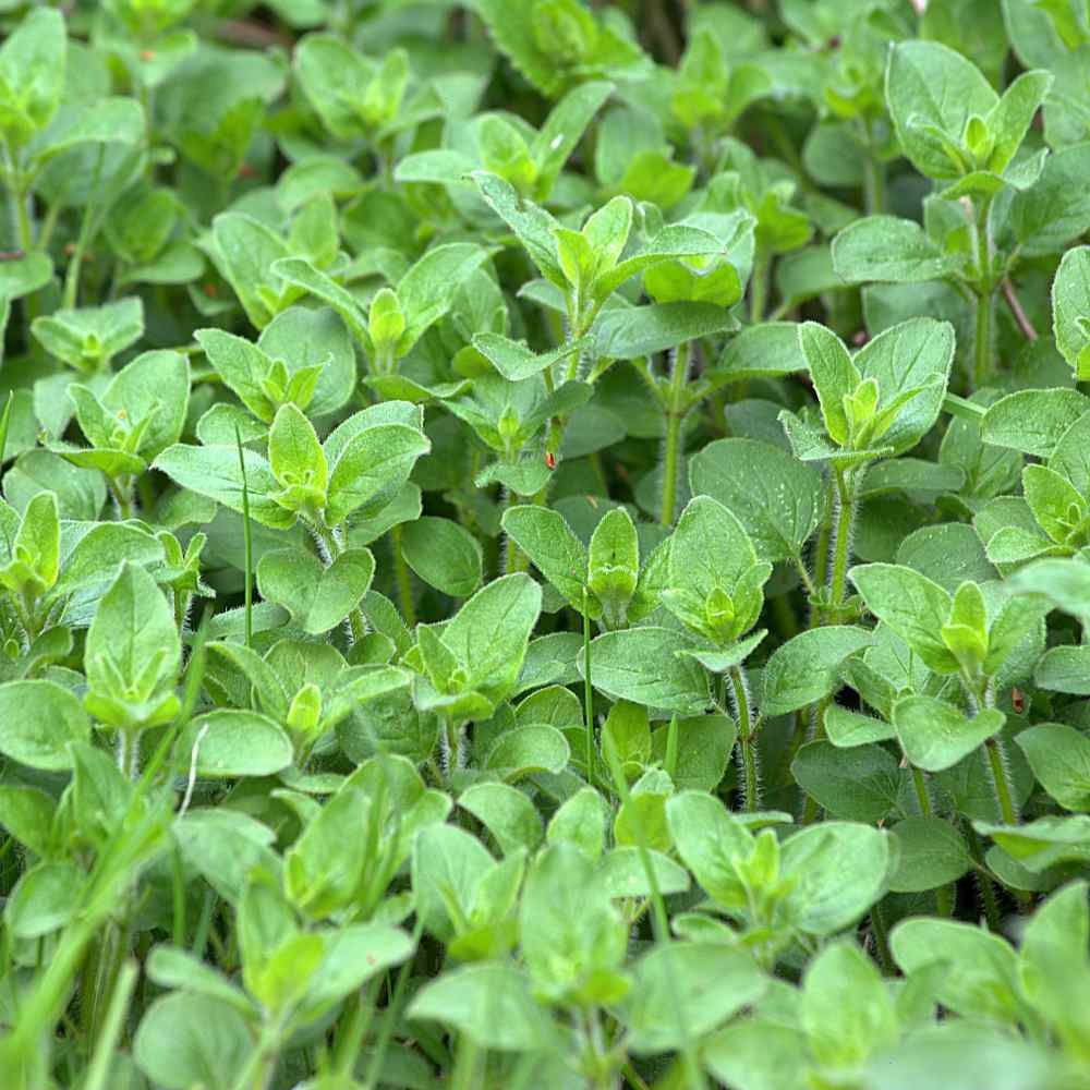 Oregano, Sweet (Origanum vulgare)