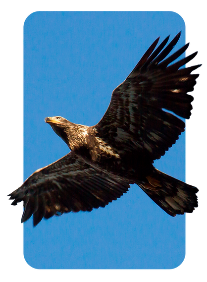 aguila.png