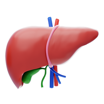 Liver.png