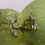 Thumbnail: Collector’s Piece: Prehnite with Epidote from Diakon, Mali