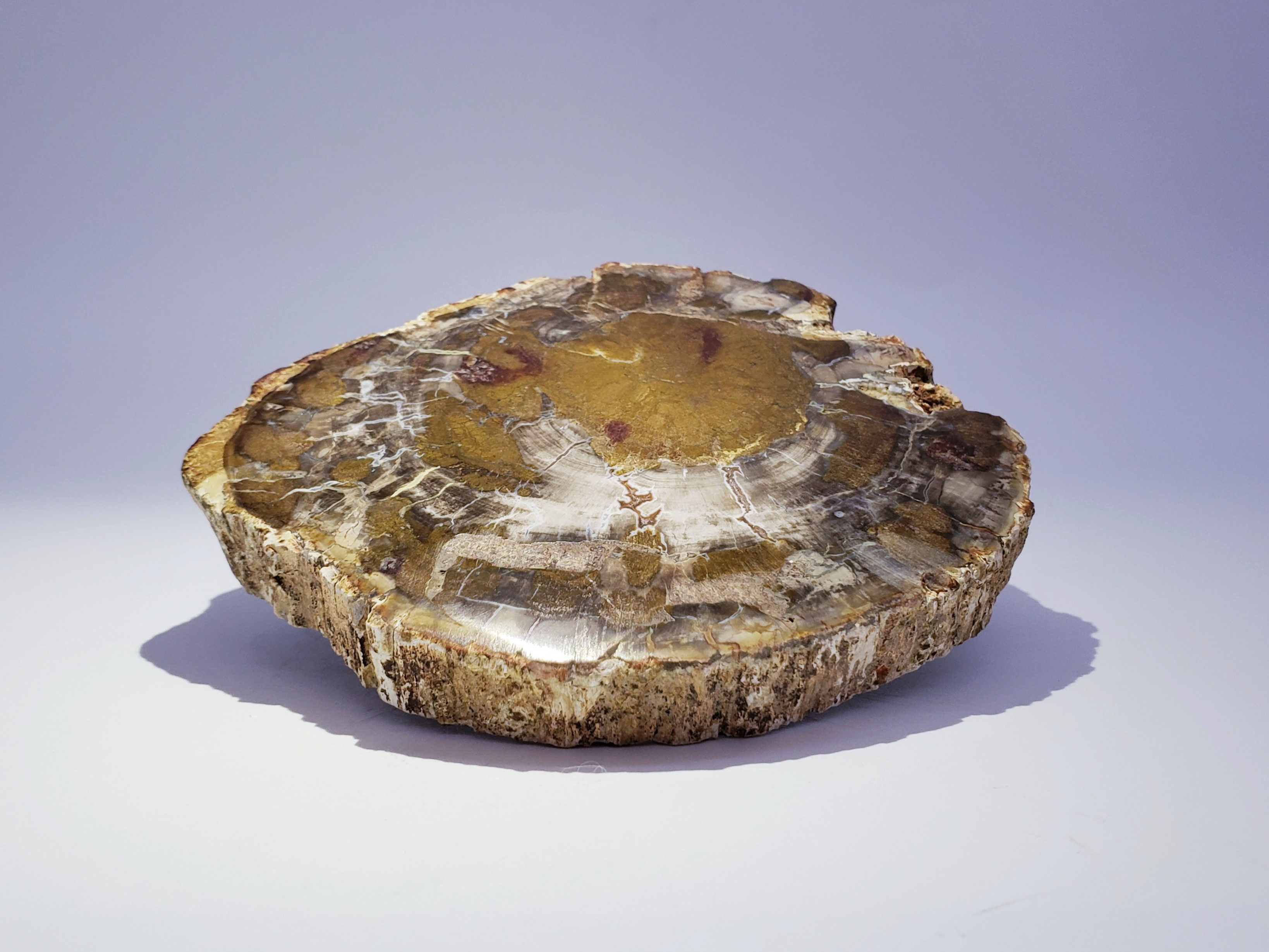 Petrified Wood Slab from Mahajanga Province (Majunga), Madagascar