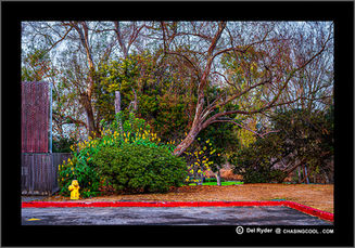 Landscaphe fine art photography of trees