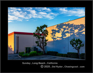 Urban landscape photography of trees in a parking lot