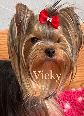 Yorkshire Toy terrier Lof La Maison du Parc