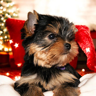 chiot femelle disponible elevage de yorkshire terrier de la maison du parc