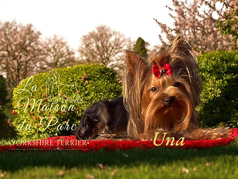 Yorkshire Toy terrier Lof La Maison du Parc