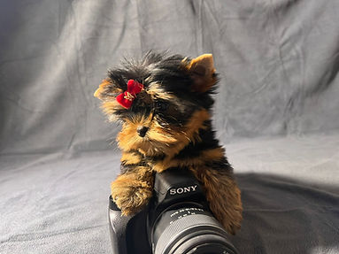 chiot yorkshire terrier lof la maison du parc