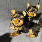 Chiot disponible à la reservation élevage de La maison du Parc