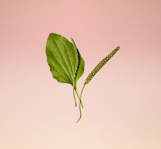LNC_SKIN_365_PLANTAGO_SV__034_R3a_QC.jpg