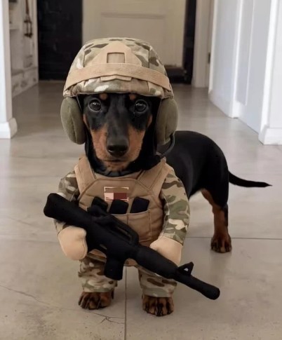 Dachshund wearing the soldier costume: camo helmet with ear covers, tactical vest and plush rifle