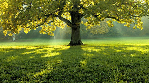 beautiful-tree-middle-field-covered-with-grass-with-tree-line-background_edited.jpg