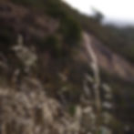 sideoats grama grass