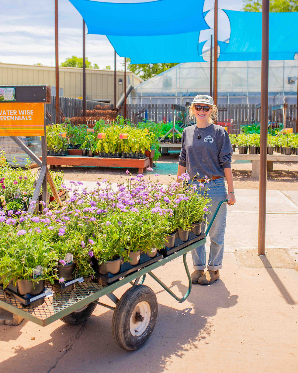 Water Wise Perennials