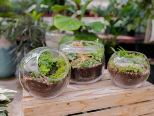 Three glass terrariums with green plants and soil sit on a wooden crate. Lush garden background with blurred foliage. Bright and earthy.