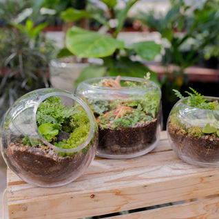 Three glass terrariums with green plants and soil sit on a wooden crate. Lush garden background with blurred foliage. Bright and earthy.