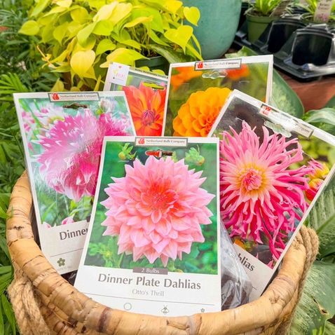 How to Grow Summer Blooming Bulbs Successfully