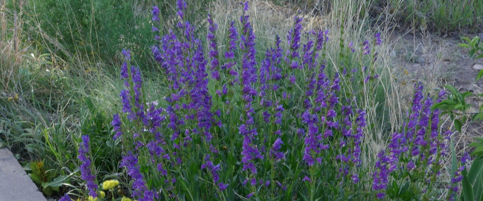 Penstemon, aka beardtongue flowering perennial