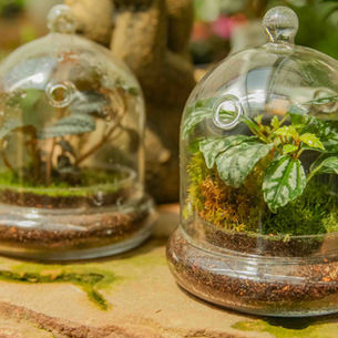 Closed Terrariums with small plants