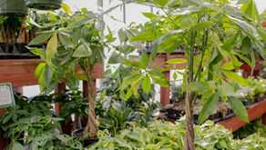 Lush green Money Trees in a greenhouse with braided trunks on wooden shelves, surrounded by various leafy plants. Bright and vibrant setting.
