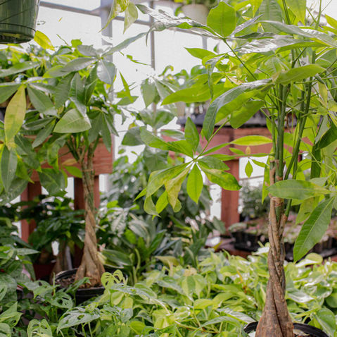 Lush green Money Trees in a greenhouse with braided trunks on wooden shelves, surrounded by various leafy plants. Bright and vibrant setting.