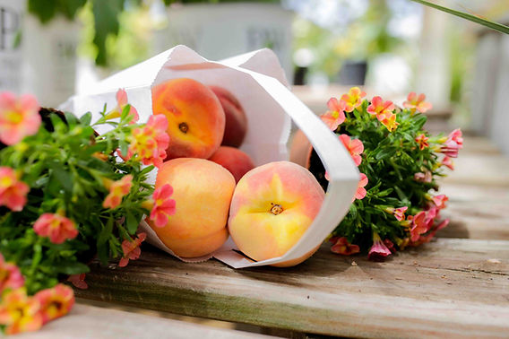 Faith Peach Garden Pod プリザーブドフラワー Palisade Peaches in Fort Collins | Bath Garden Center
