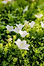 Bellflowers_websize.jpg