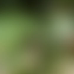 Lush green bird of paradise tropical plants