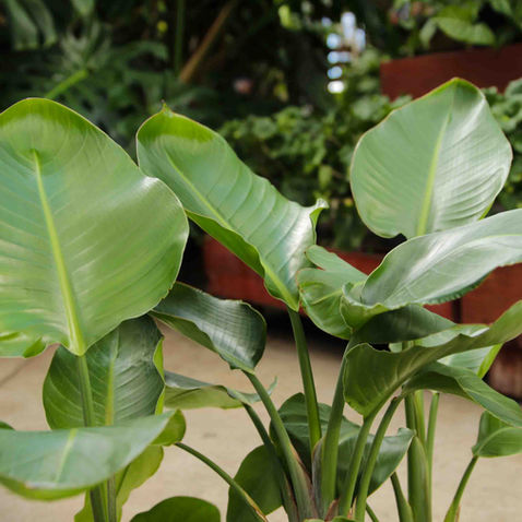 Lush green bird of paradise tropical plants