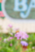Scabiosa-8.jpg