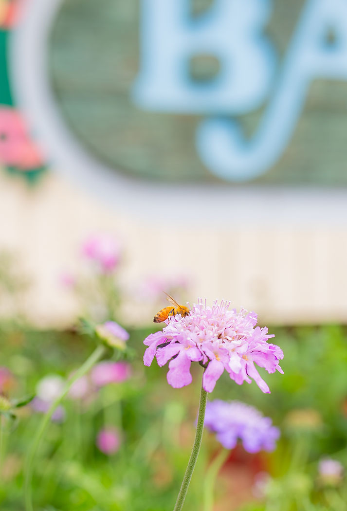 Scabiosa-8.jpg