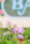Scabiosa-8.jpg