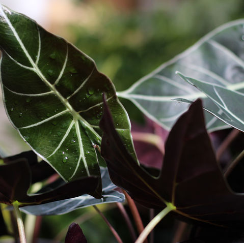 Alocasia Polly plant