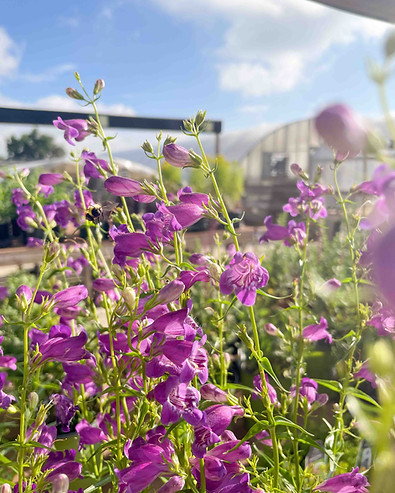penstemon_websize.jpg