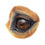 Thumbnail: Equine Eye Study