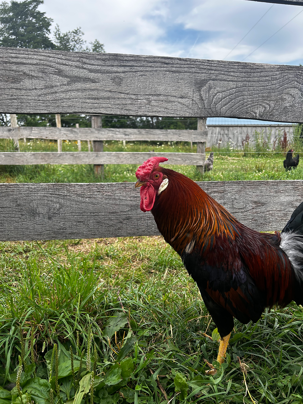 Thumbnail: Rose Comb Brown Leghorn Hatching Eggs (1/2 dz)
