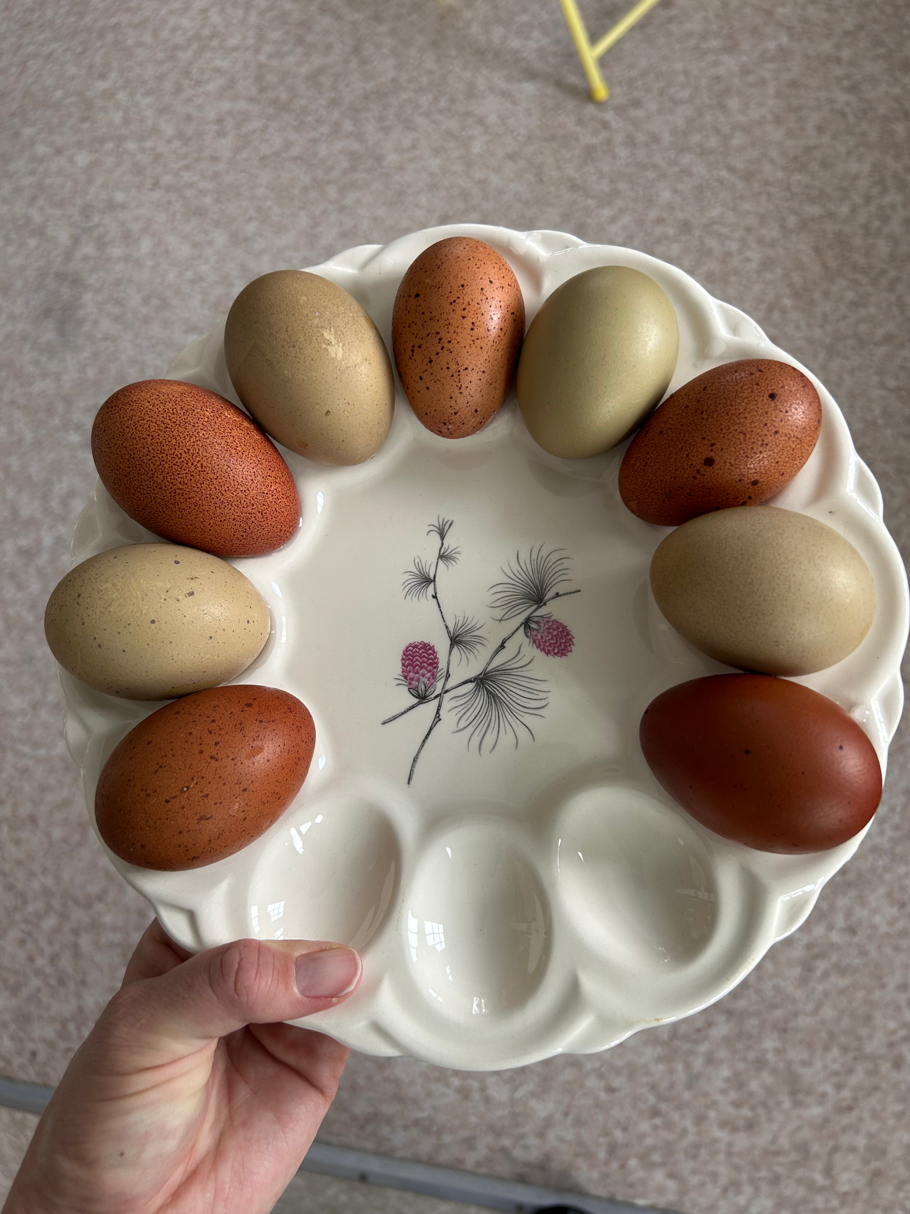 Olive Egger - Marans Backcross Hatching Eggs (1/2 dz)